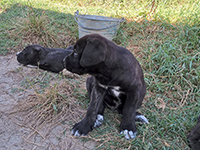 cucciolo cane corso rustico